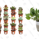 Costa Farms House Plants Gold Box | Amazon